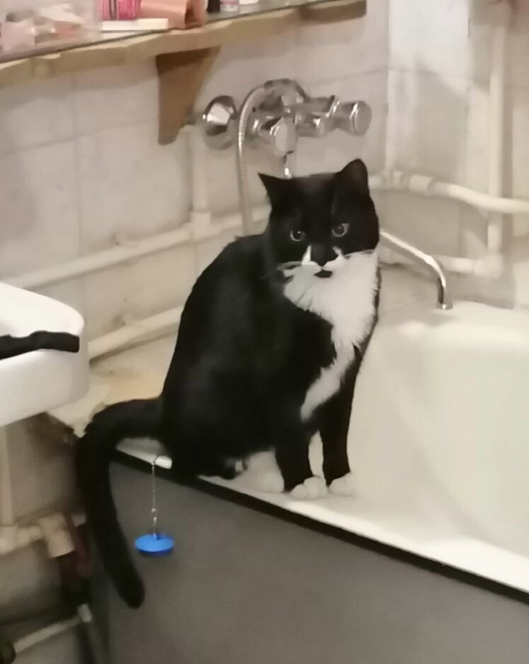 Мишаня. Тоже в своем роде антидепрессант) 