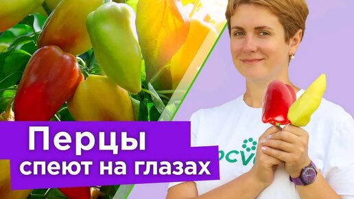 Все перцы мигом покраснеют! Вот что надо сделать в августе, чтобы ускорить созревание перца на кусте