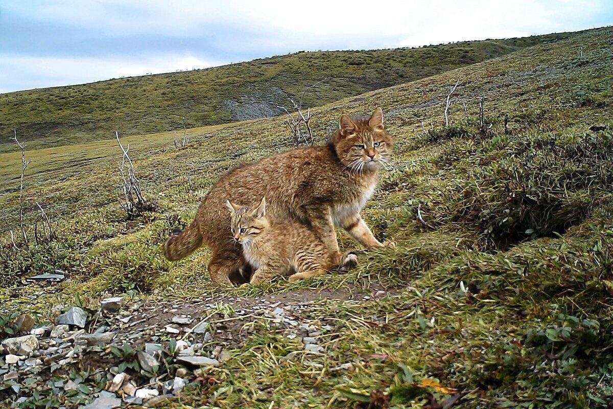 Дика китайская. Китайская Гобийская кошка. Гобийская серая кошка (Felis bieti). Китайская кошка Гобийская серая кошка. Китайская кошка (Felis bieti.