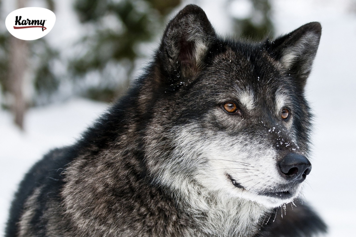 Авторское изображение с использованием картинки с сайта https://krasivosti.pro/