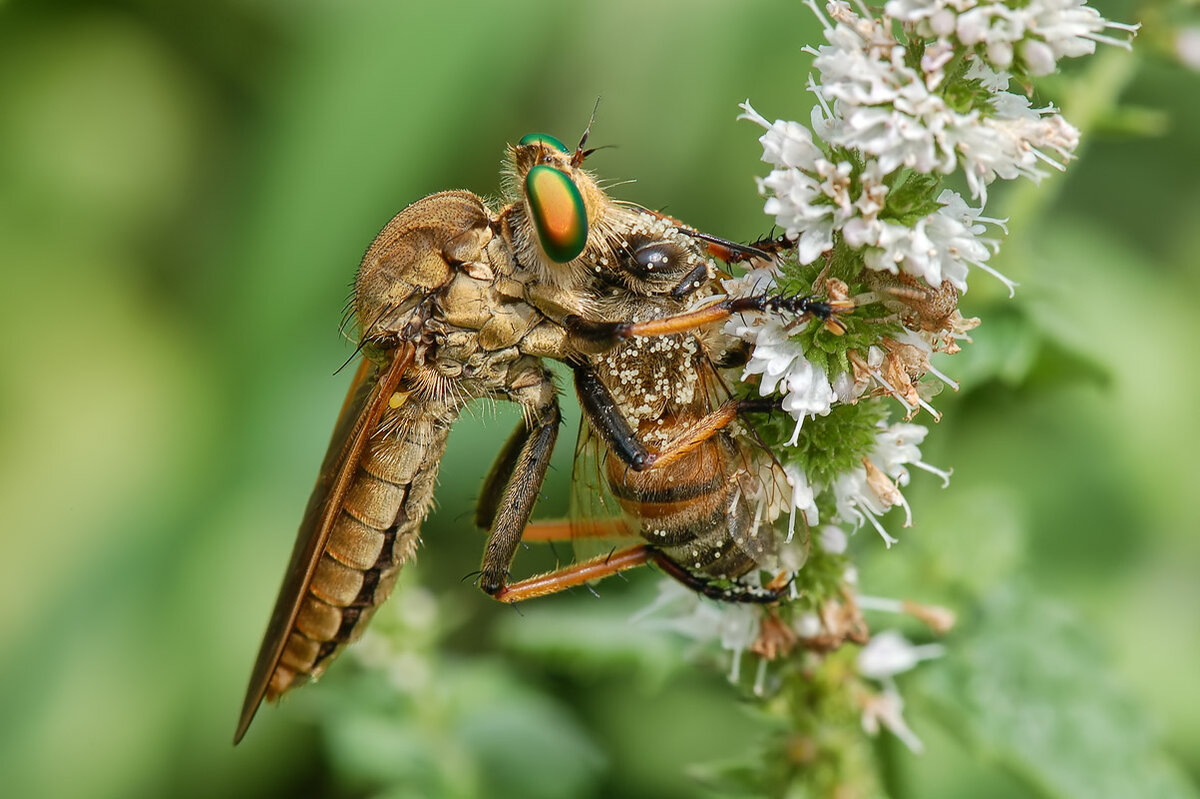 Ктыри (Asilidae) – 