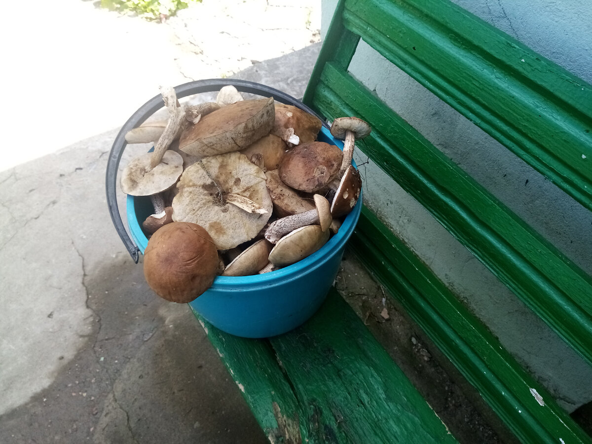 Грибы в Беларуси 2023