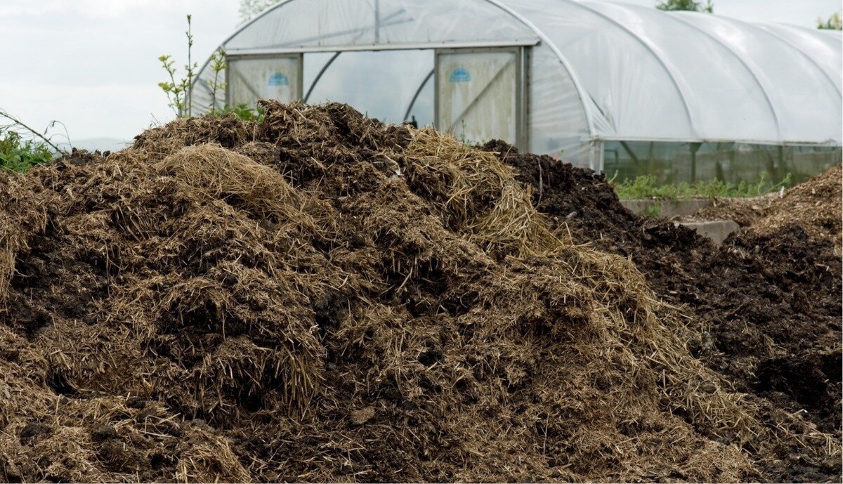 Свежий навоз при неправильном применении ничего хорошего не принесёт