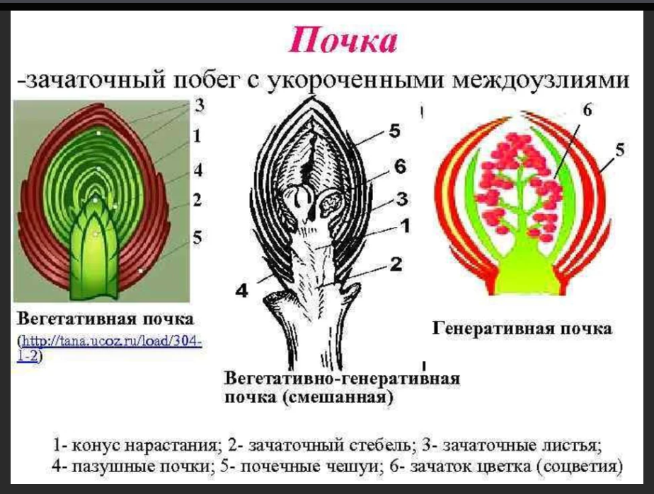 Генеративная почка строение. Строение вегетативной и генеративной почки. Почки строение почек растения. Вегетативная генеративная и смешанная почка. Смешанные почки строение.