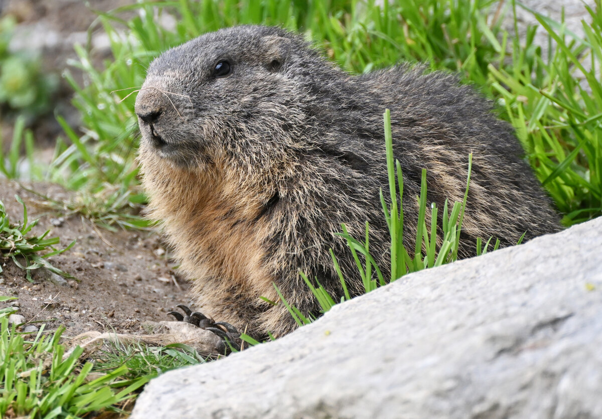Сурок стал причиной болезни мужчины. ФОТО: Angelika Warmuth/Globallookpress 