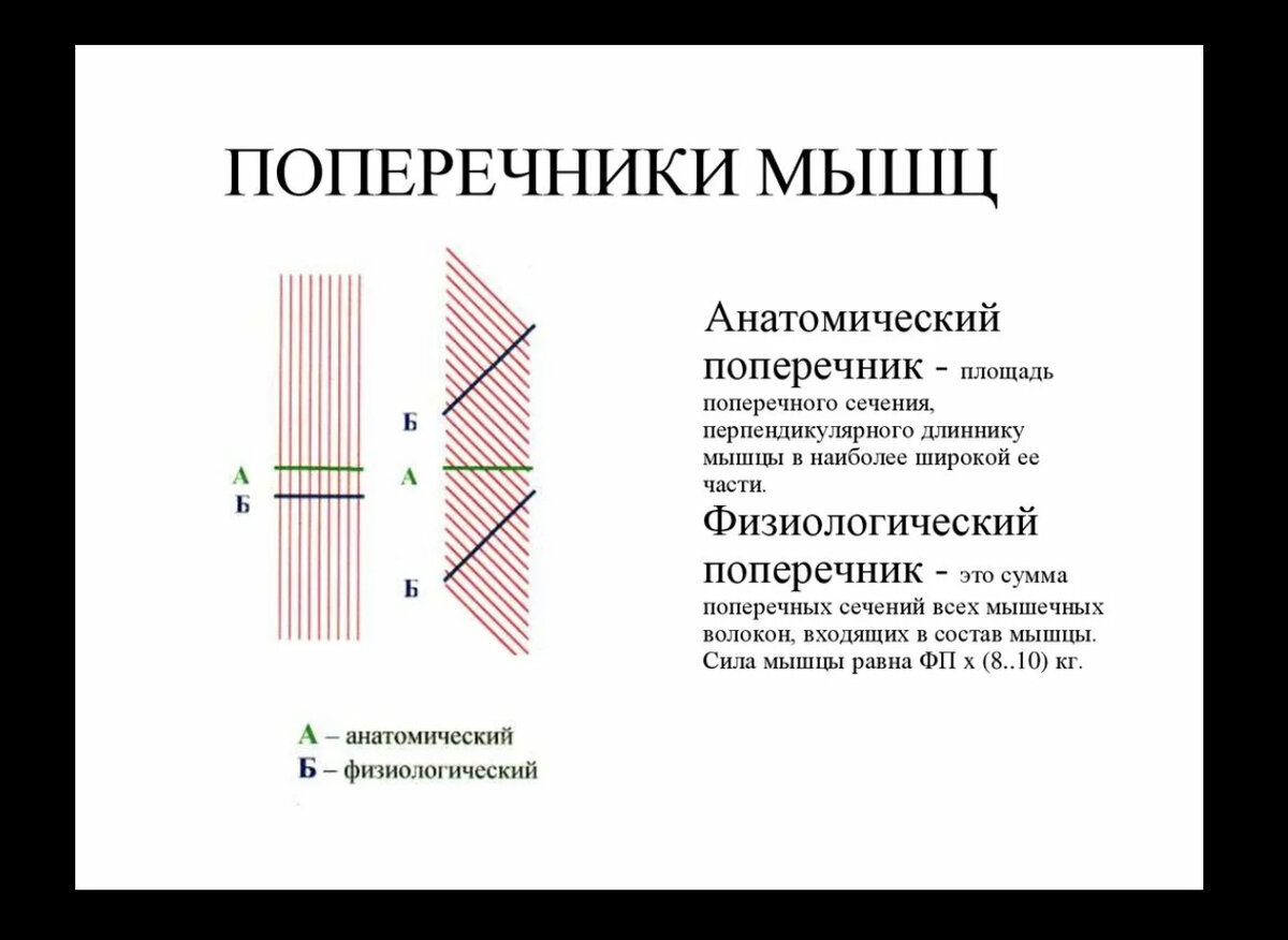 Увеличение площади поперечного сечения. Площадь поперечного сечения мышцы. Анатомический и физиологический поперечник. Анатомическое и физиологическое сечение мышц. Физиологический поперечникммышцы.