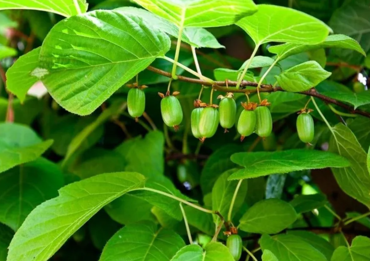 актинидия живая изгородь. актинидия коломикта ягоды. актинидия где. актинидия где. актинидия сорт хабаровчанка.