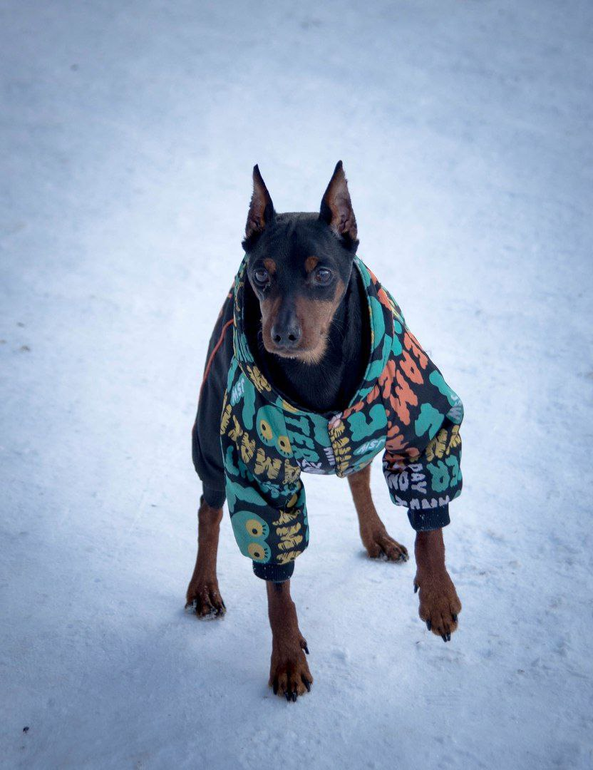 Щенячьих фото не сохранилось, поэтому вот: фото из архива 2014-2015 года