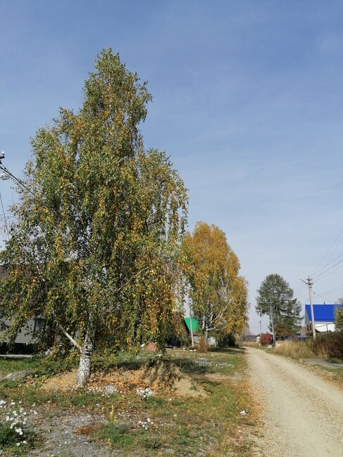 Вот похожая береза