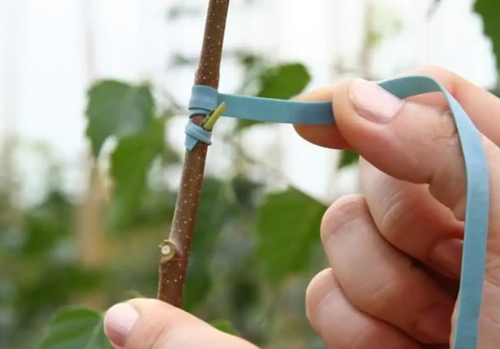 Источник фото: https://www.kazportal.kz/chto-sadovodu-nuzhno-znat-o-privivke-kakie-instrumenty-neobxodimy-nachinayushhemu-sadovodu/