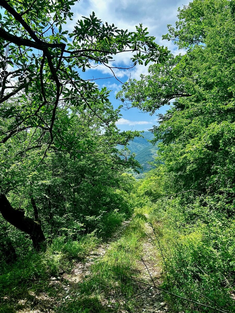 Дубовый лес 