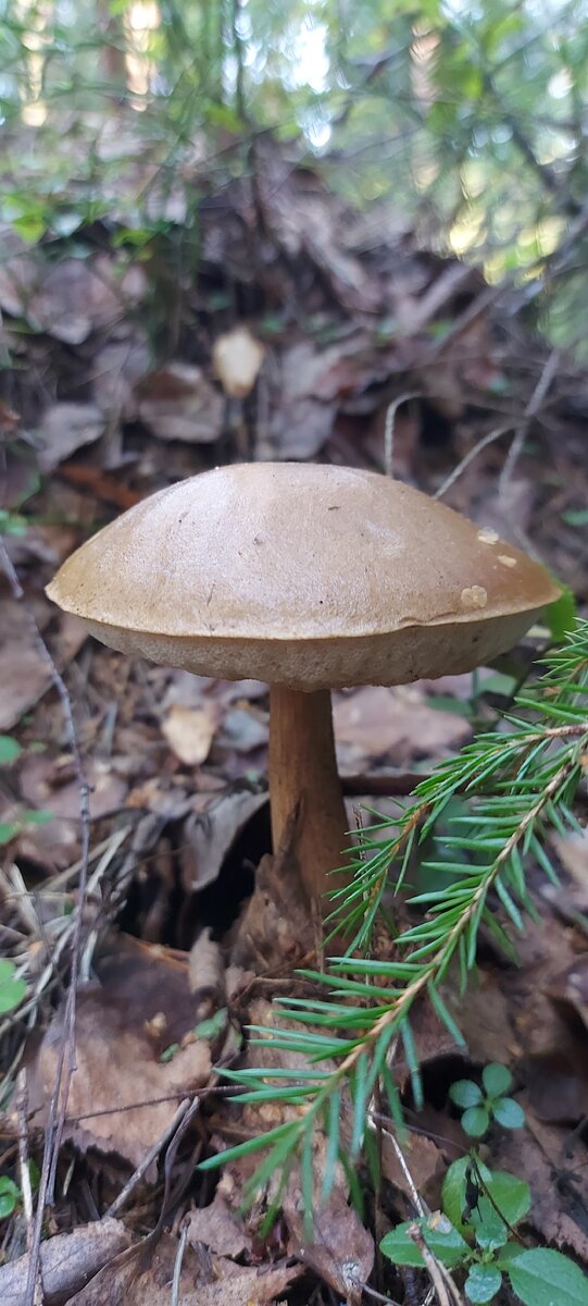 Грибная охота. Фото из личного архива.