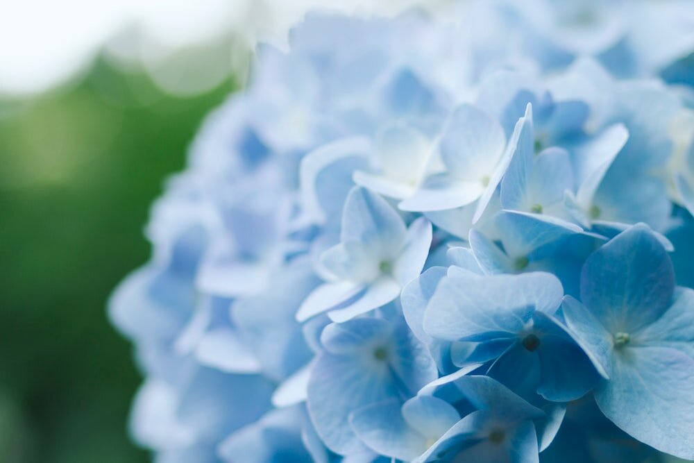 Photo by TOMOKO UJI / Unsplash 