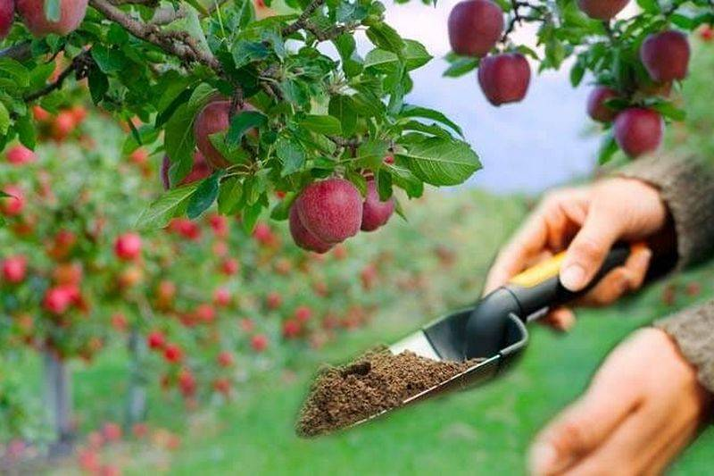 Полив плодовых. Плодовые деревья. Удобрение для фруктовых деревьев. Удобрения под яблоню. Осеннее удобрение для плодовых деревьев.