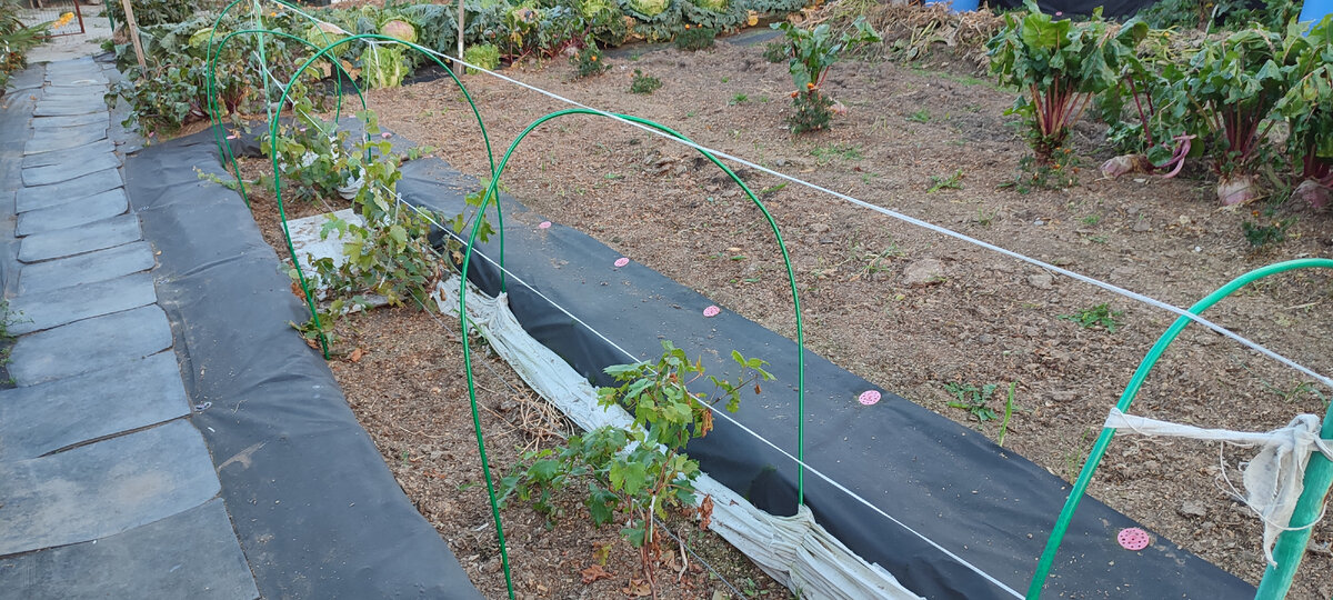 Саженцам первый год. До обрезки