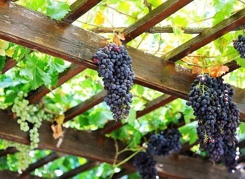 Как сделать виноградную беседку своими руками