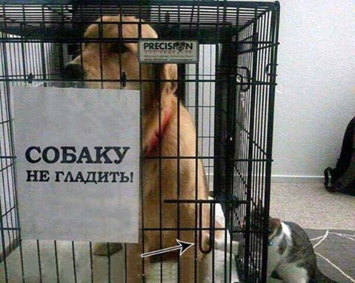 Злостный нарушитель и тролль по совместительству