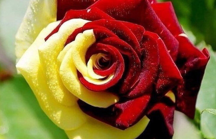 Гибридная роза: невероятная красота!