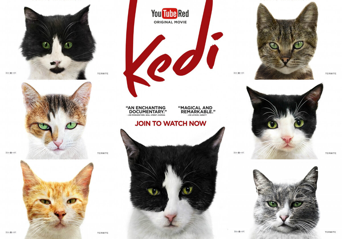 Героями фильма «Кеди» стали 7 стамбульских кошек – каждая со своим характером. Все они попали не только в сценарий, но и на афиши фильма. 