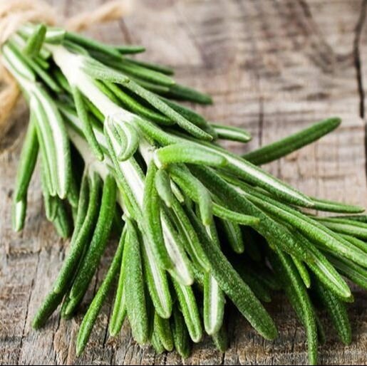 Польза и вред розмарина