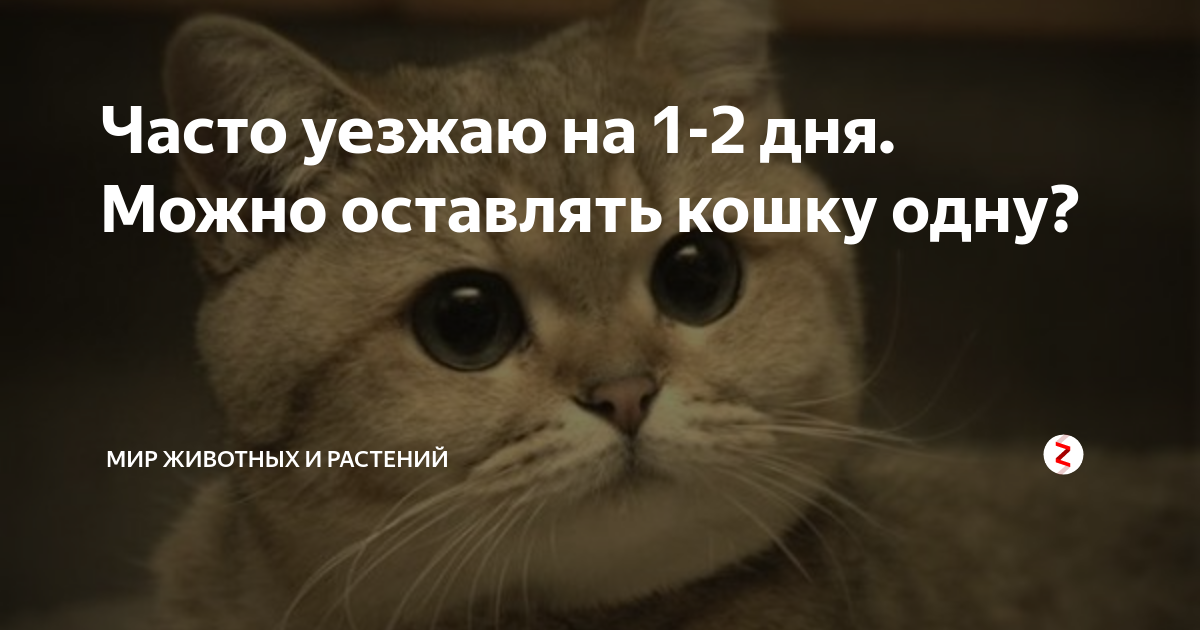 Оставить кошку одну на неделю можно