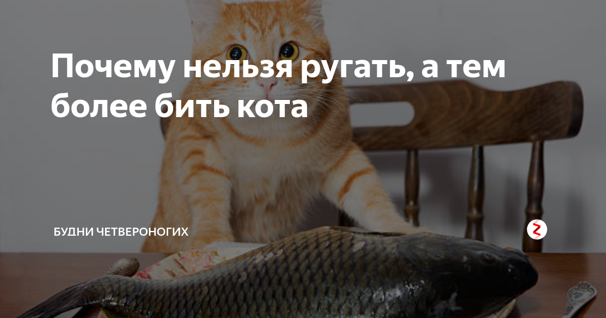 Била кота. Бить котов. Нельзя бить кошек. Почему нельзя бить котов.