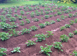 Опытные огородники всегда настоятельно рекомендуют каждый год менять место под высадку определенной культуры. Это поможет и урожай увеличить, и улучшить плодородность почвы. Ниже представлен список овощей и их соседей или предшественников, с которыми они будут совместимы и смогут приносить богатый урожай.