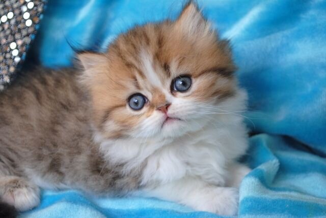 Изображение взято из сервиса картинок Google.