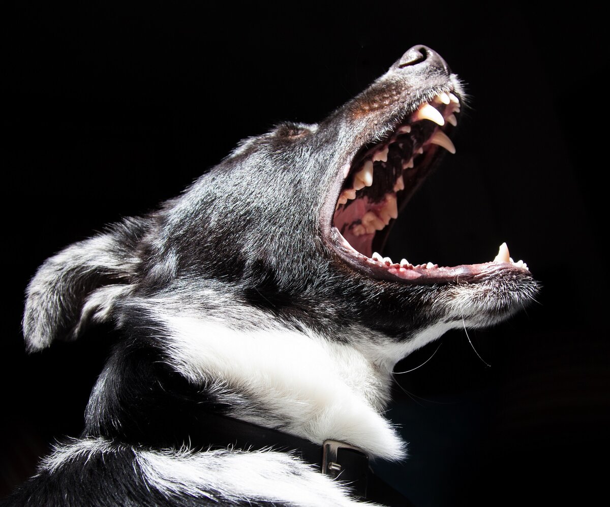 Фото Злая собака, более 96 качественных бесплатных стоковых фото