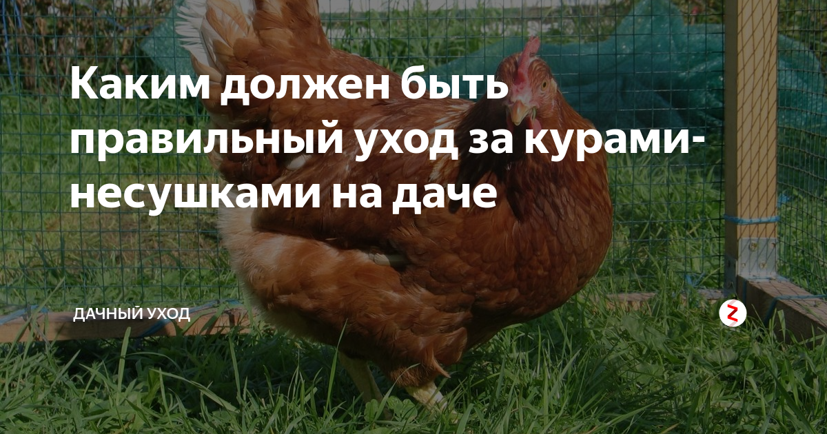 Сколько комбикорма в месяц потребляют 10 кур–несушек?