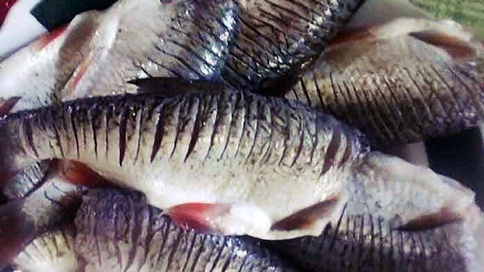 Готовим вкусные рыбные котлеты: секреты и хитрости