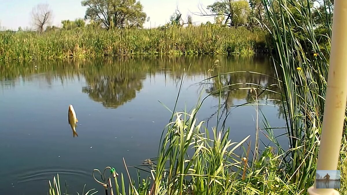 фото рыбалка белой рыбы на сахарную молодую кукурузу