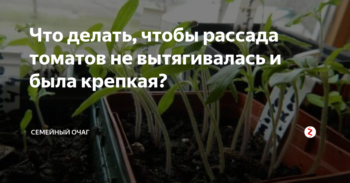 Что делать, если рассада тонкая и вытянулась: спасите помидоры подкормкой — Разное