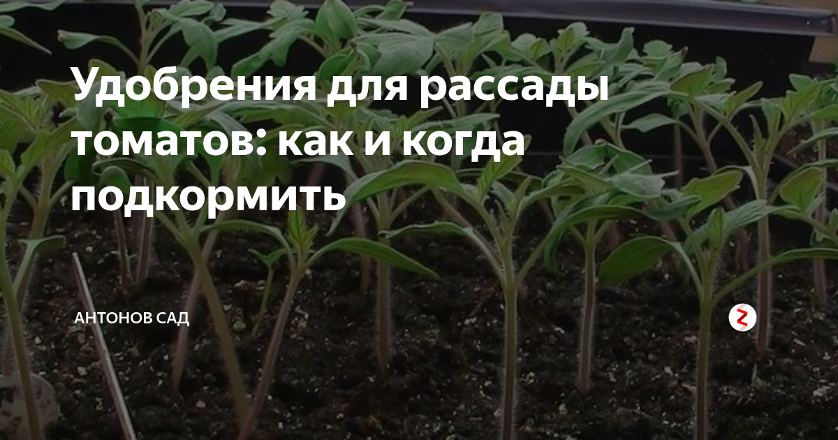 подкормка для помидор роста и толщины. таблица подкормки томатов минеральными удобрениями. схема внесения удобрений для томатов в теплице. подкормка мичуринская. удобрение и подкормки для огурцов.