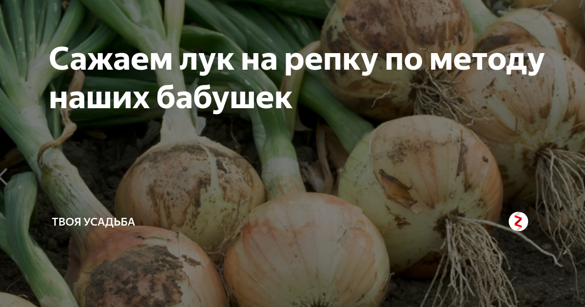 До какого можно сажать лук на репку. Лук Репка. Лук сажать на репку. Как сажать лук на репку.