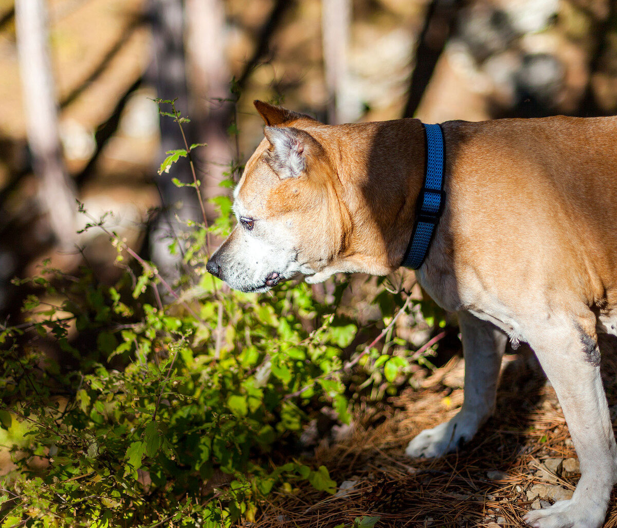 Грета - долгожитель среди стаффордширских терьеров