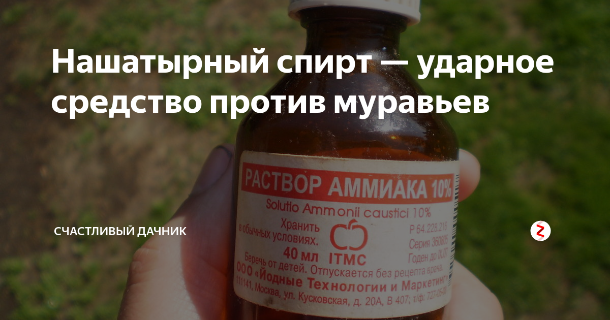 Нашатырь от муравьев в огороде. Нашатырь от муравьев в огороде. Нашатырь от муравьев. Нашатырь от муравьев в огороде. Нашатырь от муравьев в огороде.