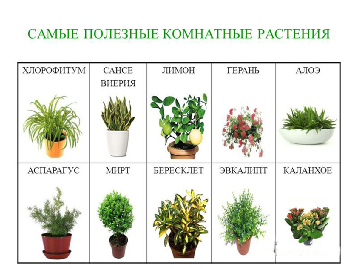 Комнатные растения в интерьере. 4 идеи декора