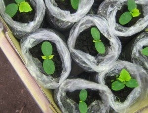 Обратите внимание, что очень важно выполнять закаливание семян перед посадкой на рассаду. В результате вы значительно повысите устойчивость посадочного материала к погодным капризам, а также существенно ускорите прорастание. Потому как домашние семена с каждым поколением теряют такие способности, поэтому за неделю до высадки важно сделать постепенное закаливание сеянцев в условиях открытого воздуха.