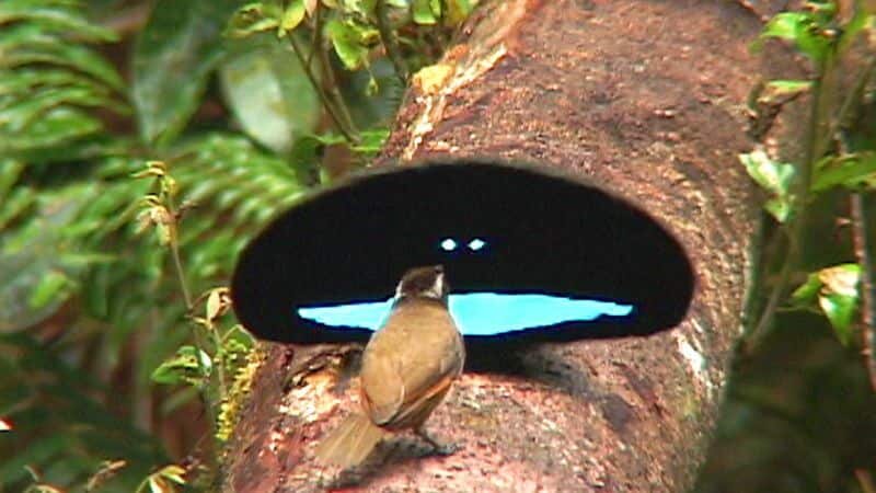 Это не изображение, сделанное при помощи программы Photoshop, а стоп-кадр видео брачного танца щитоносной райской птицы. Такой черноте могу позавидовать инженеры телескопов и солнечных батарей 
Фото: i.kinja-img.com