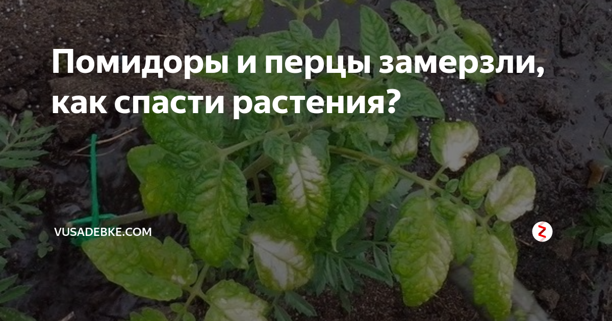 Замерзла рассада помидор. Подмерз перец рассада. Если подмерзли помидоры. Подмороженная рассада томатов.