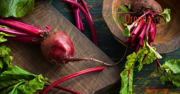 фото: pixabay.com