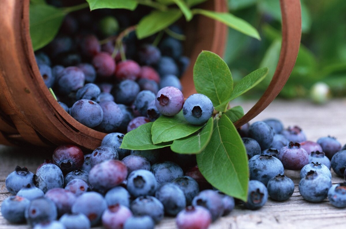 Фото: legkopolezno.ru. Эта ягода обладает рядом ценных свойств.