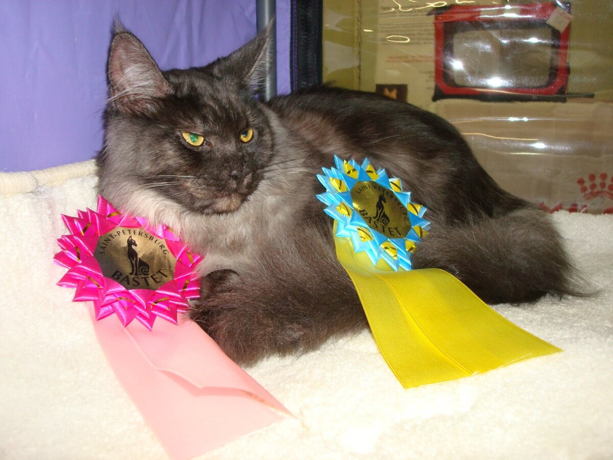 Питомник Adamand-coon