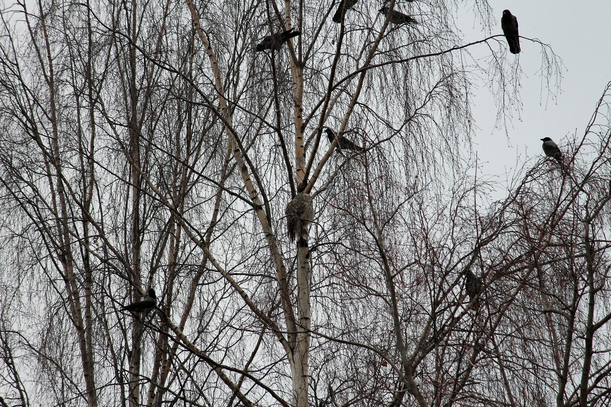 Сова в окружении ворон