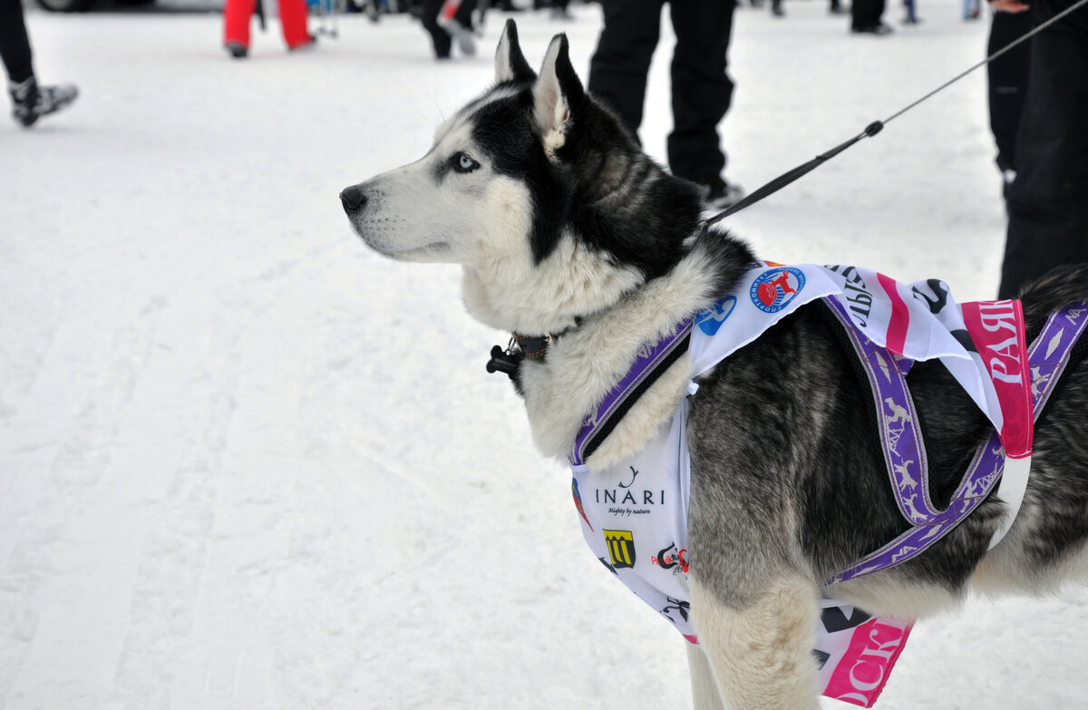 Сибирский хаски: некоторым породам требуется в несколько раз больше прогулок, чем другим собакам