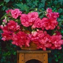 Ссылка на изображение