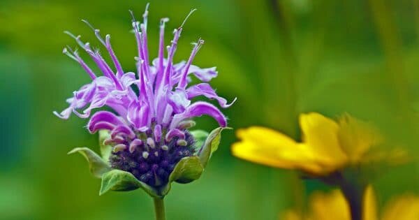 Источник фото: flickr.com