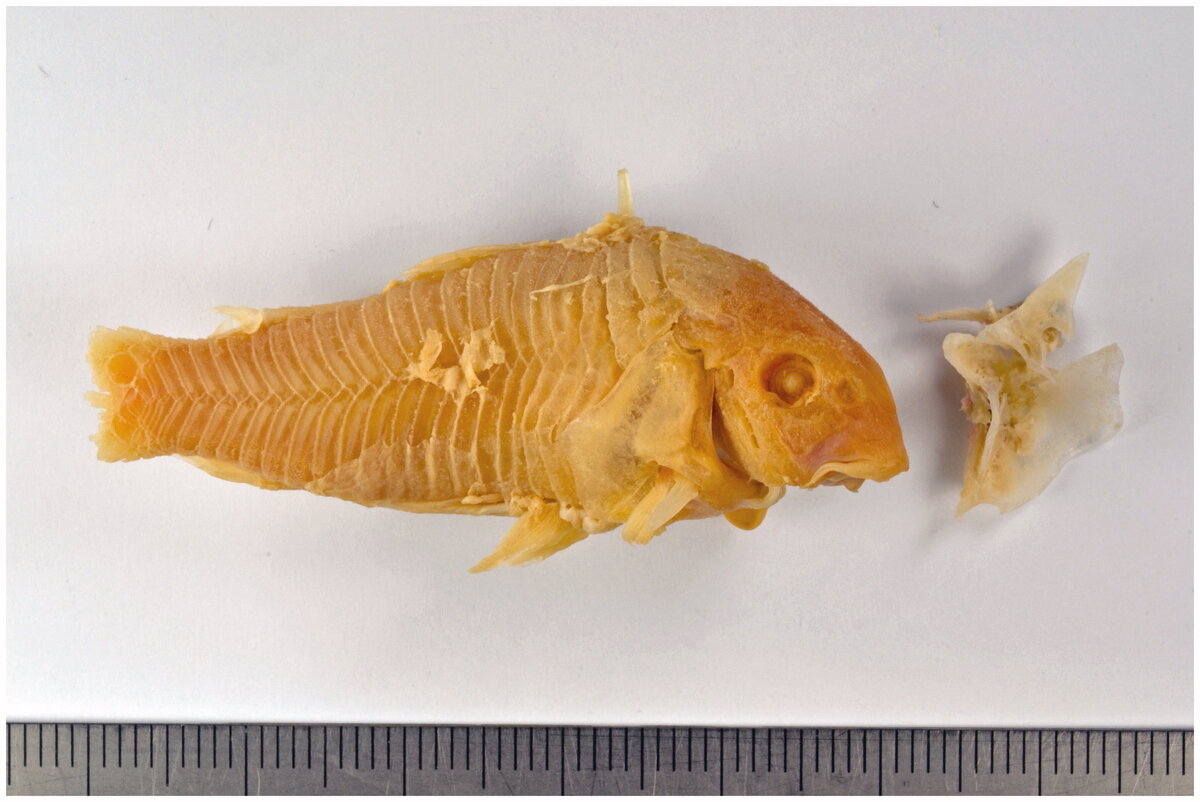 Бронзовый скелет сома без его хвоста теперь можно найти в Музее естествознания в Роттердаме вместе с ампутированным грудным плавником. Предоставлено: Бенуа и др.