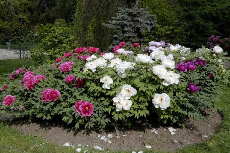 Существует огромное количество видов пионов